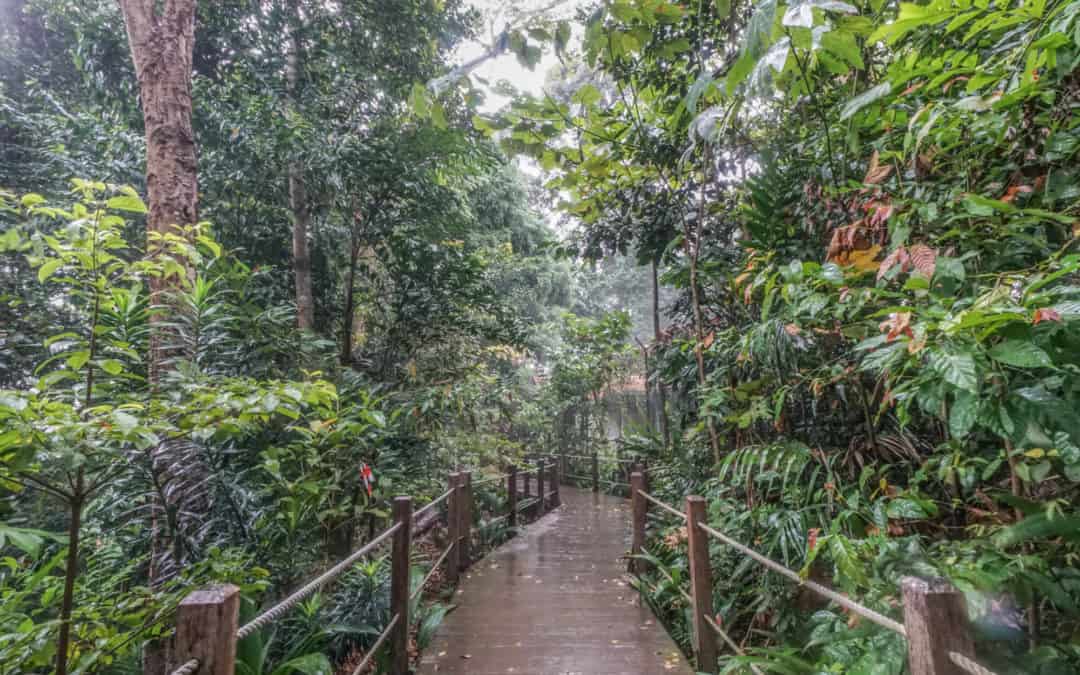 Bukit Timah Nature Reserve – Ein Naturreservat im Herzen Singapurs