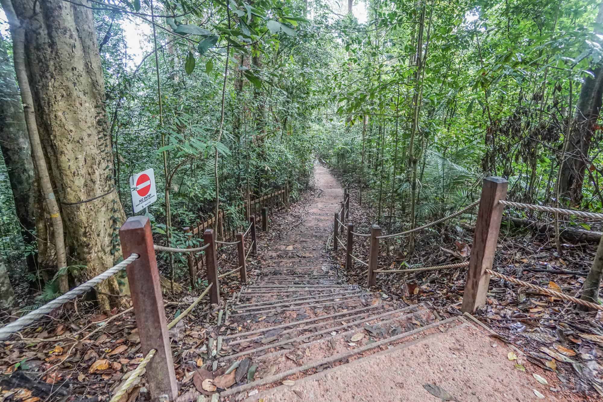 Explore The Bukit Timah Nature Reserve Blog With Hobbymart