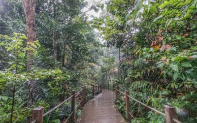 Bukit Timah Nature Reserve – Ein Naturreservat im Herzen Singapurs