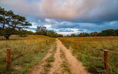 Mainzer Sand – Ein Ausflug in die deutsche Savanne