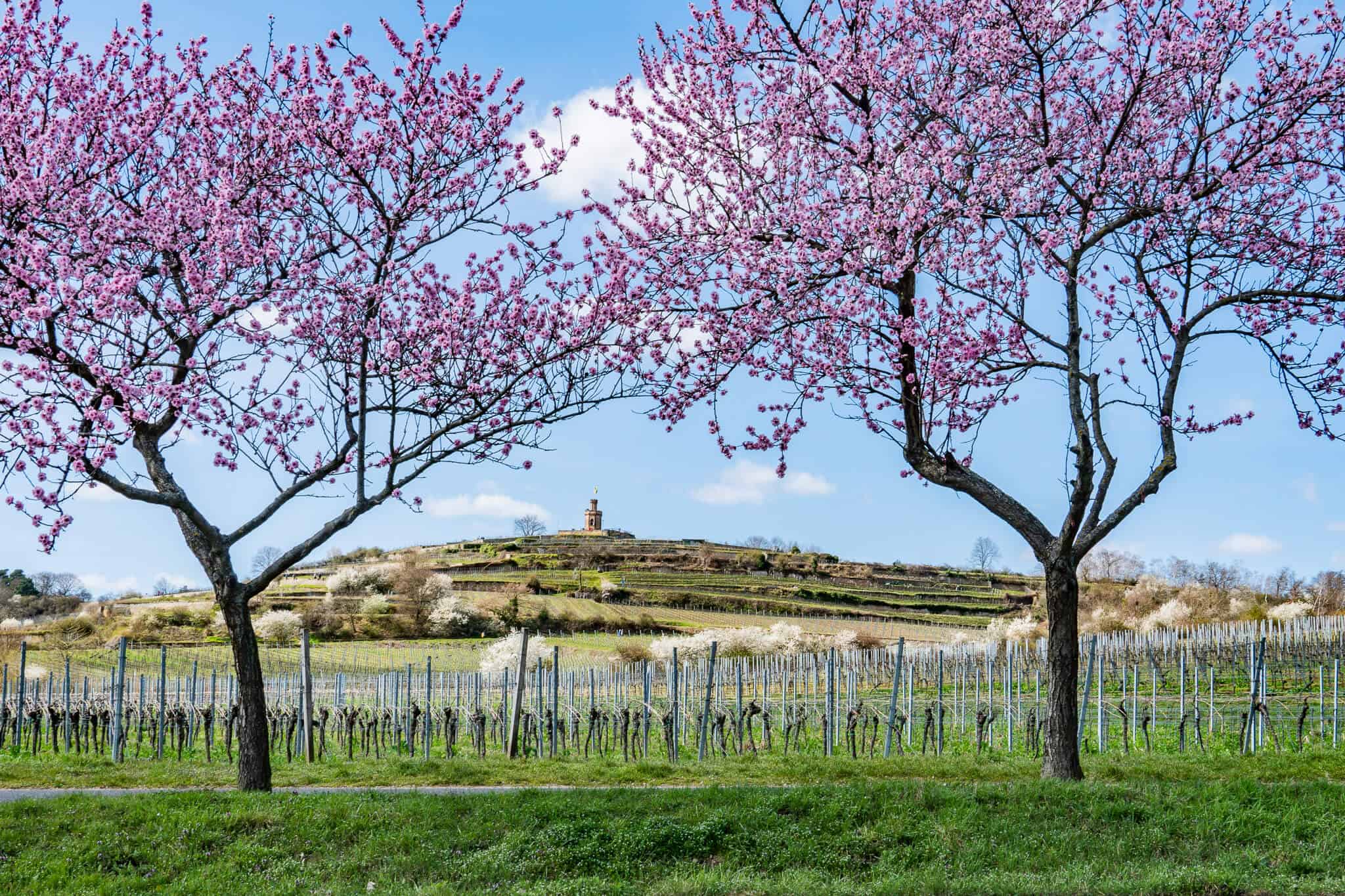 Flaggenturm durch Mandelbäume
