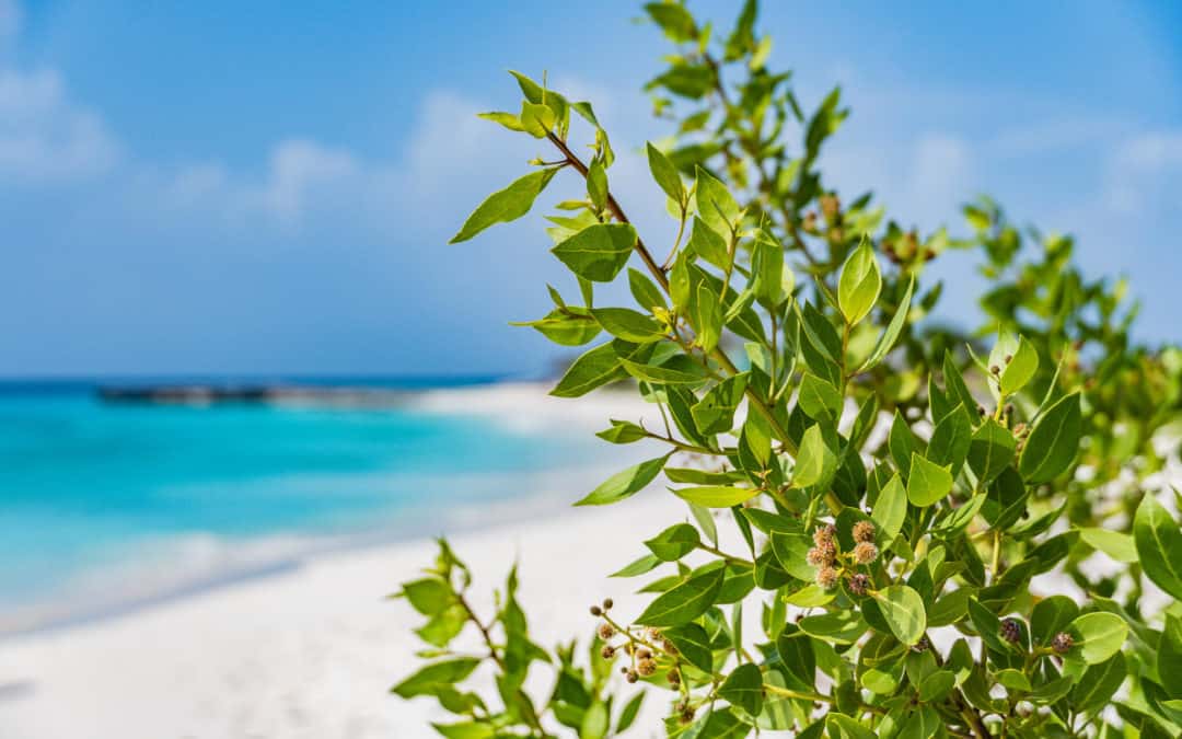 Curaçao – 7 Highlights auf der schönen Karibikinsel