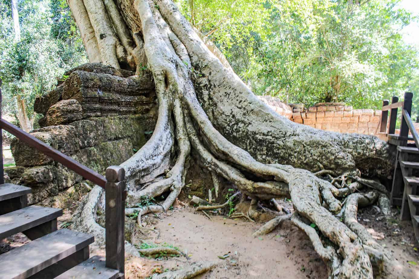 Mein Must-See #1 in SOA: Angkor Wat 6 Baum in Ta Prohm