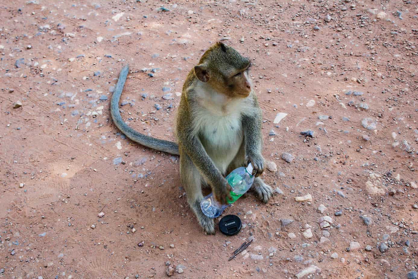 Mein Must-See #1 in SOA: Angkor Wat 7 Diebischer Affe in Angkor Wat