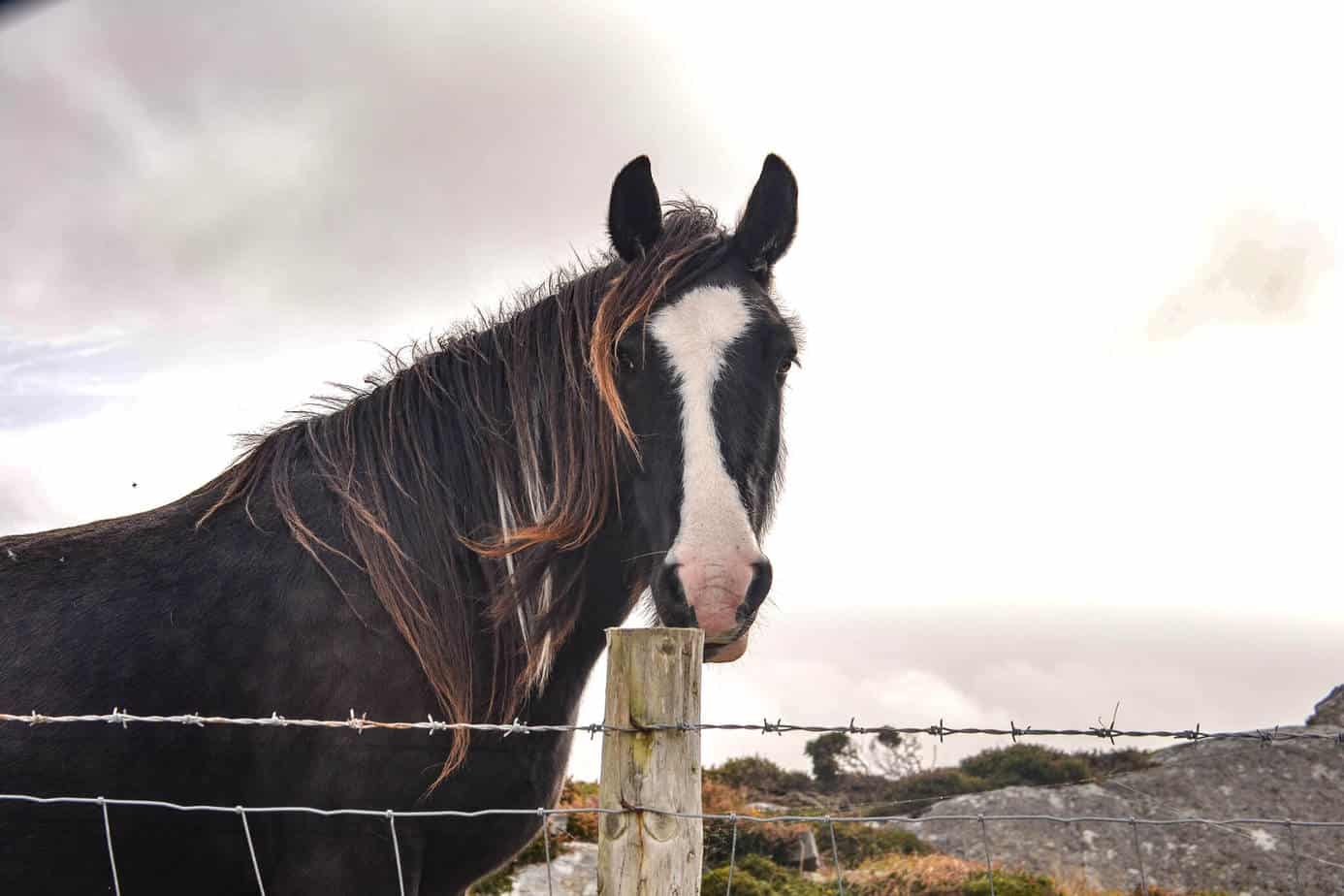 Ein Pferd am Straßenrand