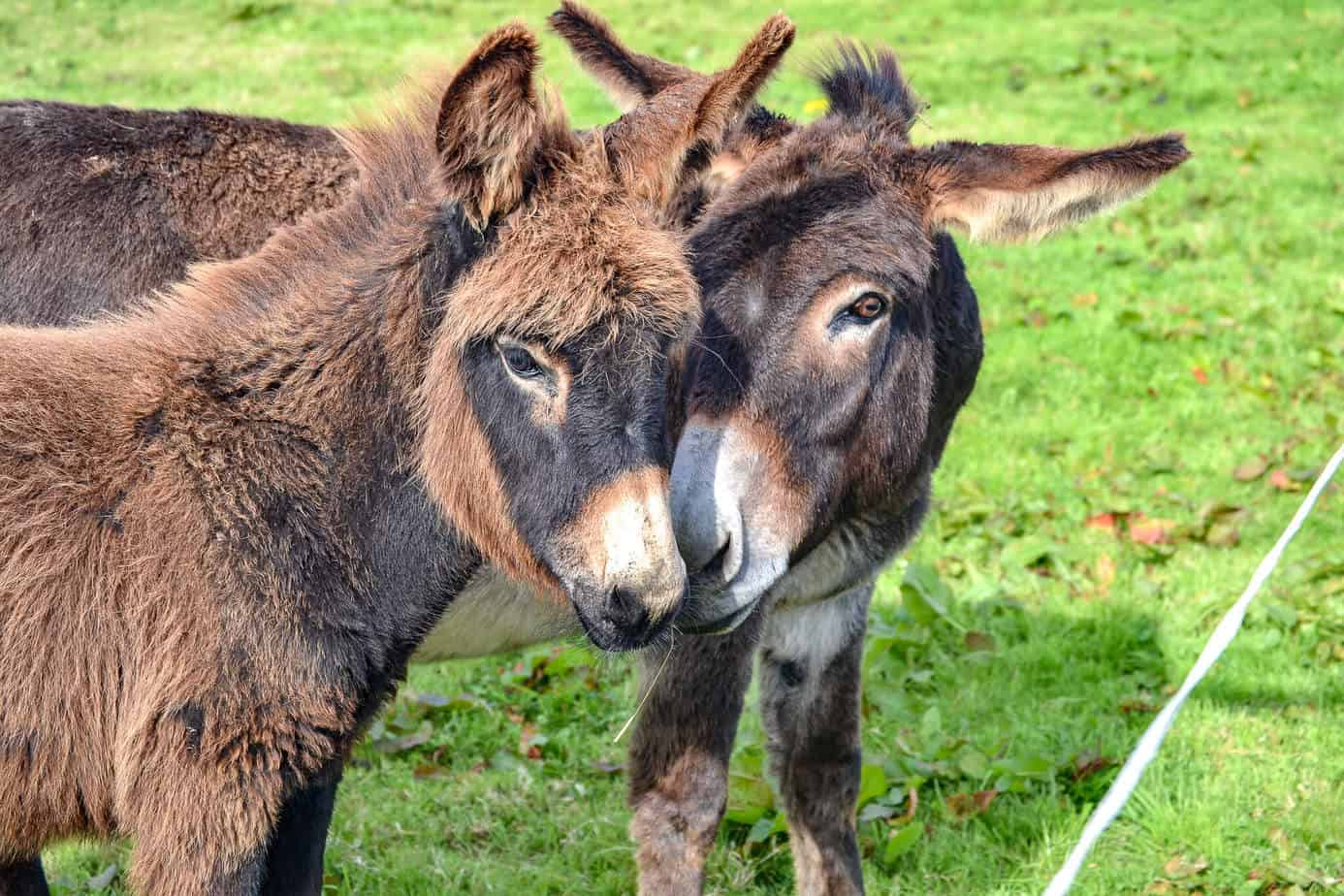Esel in Irland