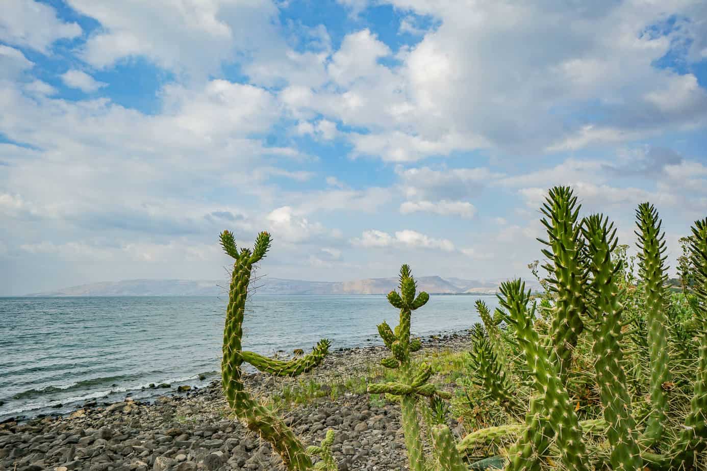 Kakteen am See Genezareth