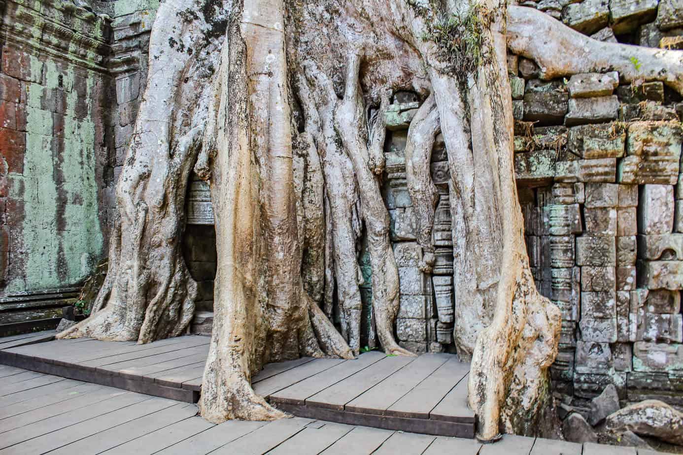 Mein Must-See #1 in SOA: Angkor Wat 4 Ta Prohm