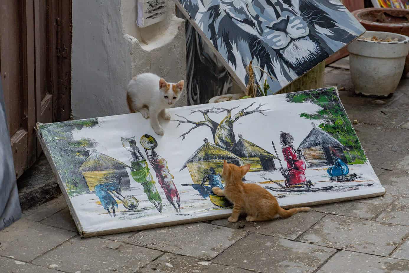 1 Woche Sansibar-Urlaub – Hakuna Matata im Inselparadies 4 Katzen in Stone Town