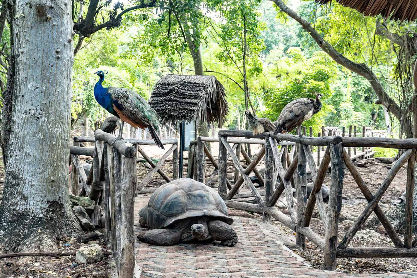 1 Woche Sansibar-Urlaub – Hakuna Matata im Inselparadies 12 Tortoise Sanctuary auf Prison Island