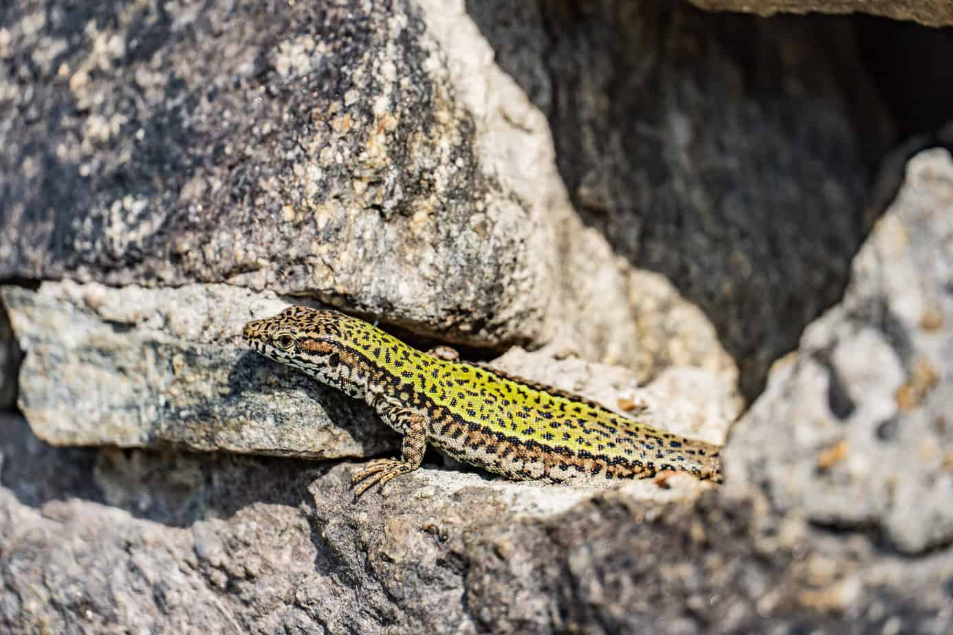 Eine Mauereidechse in der alten Stadtmauer von Passau