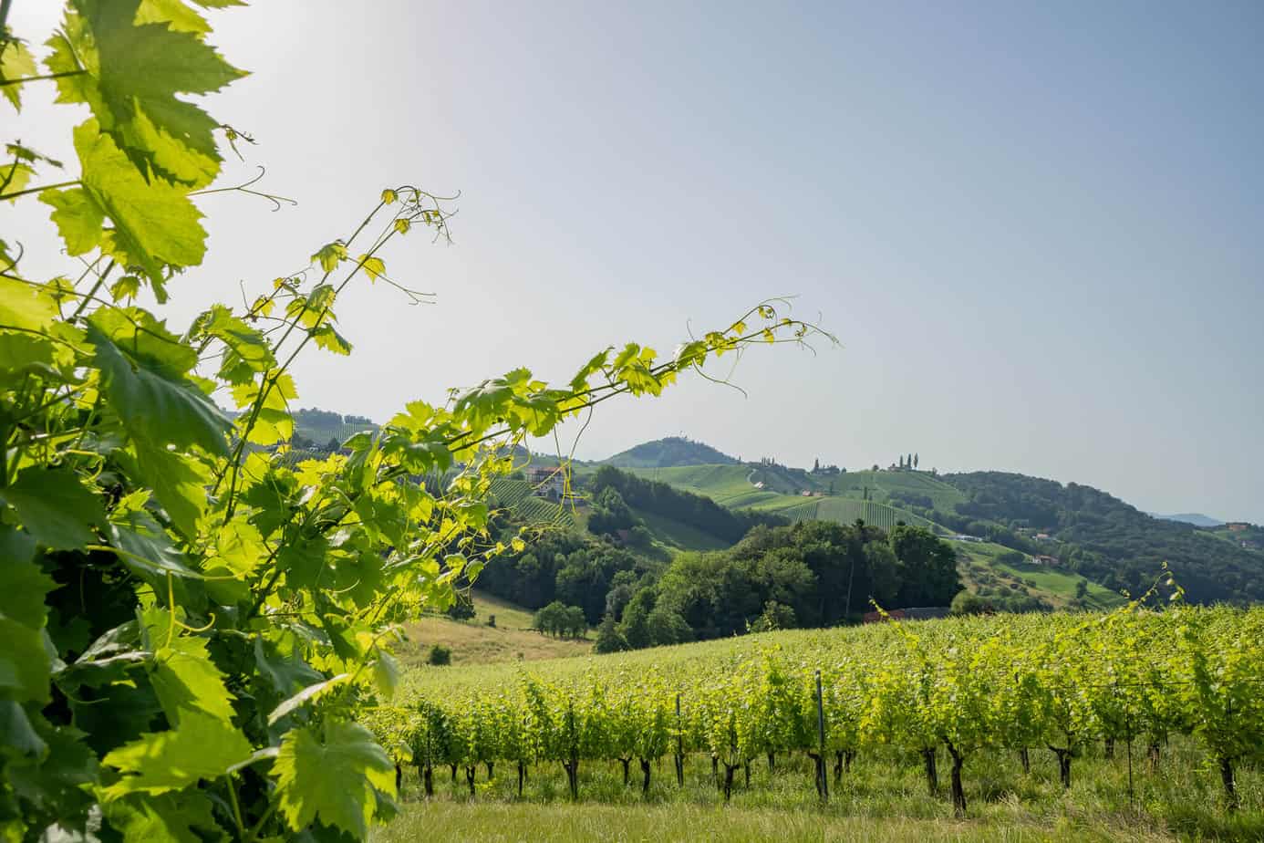 An der Südsteirischen Weinstraße