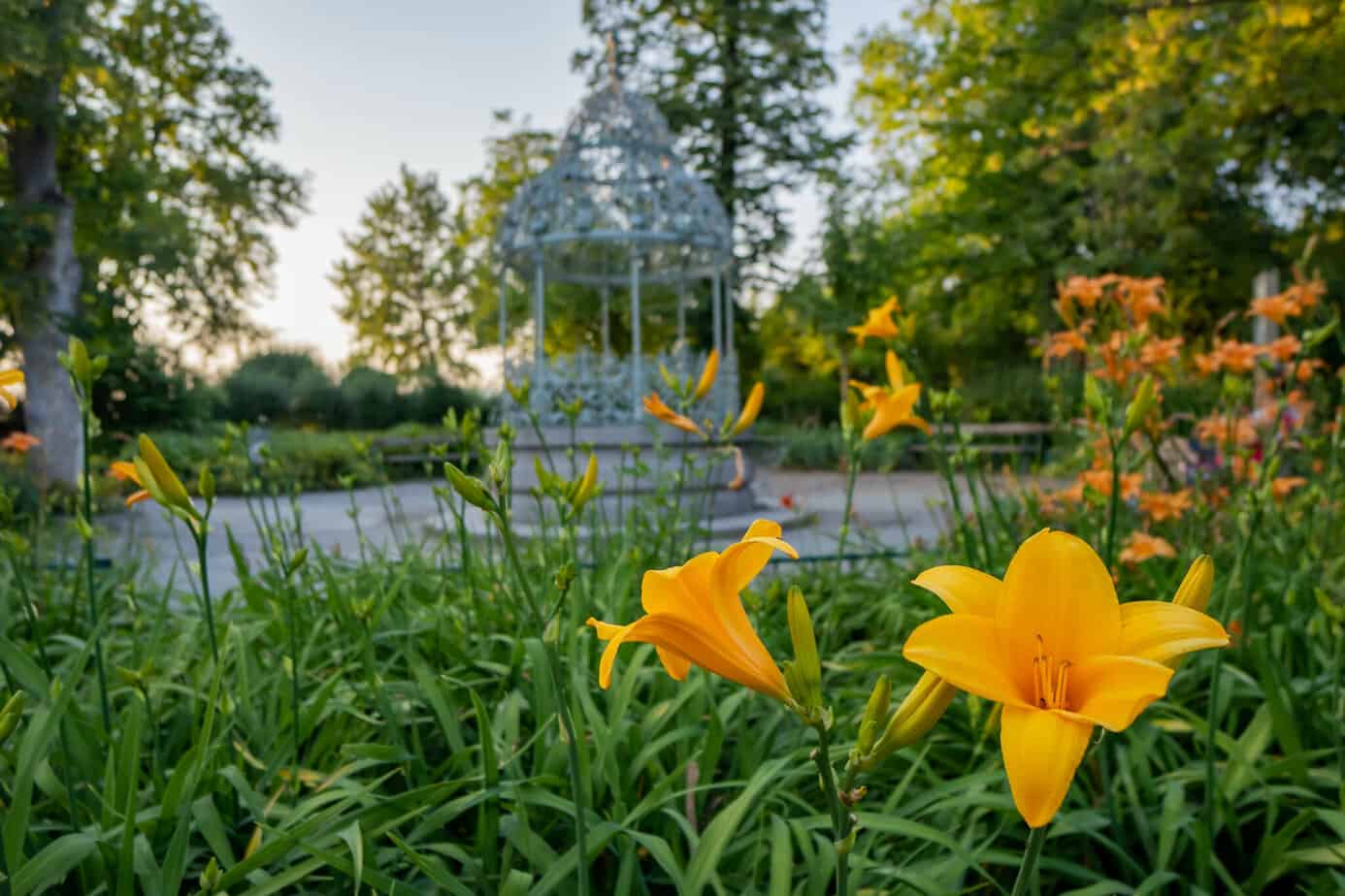 Blumen auf dem Schlossberg
