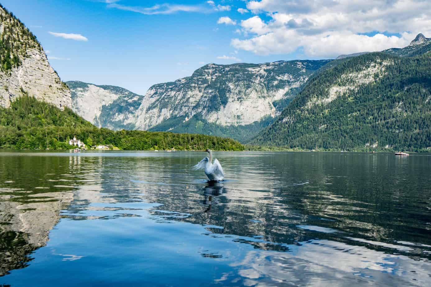 Ein Schwan im Hallstätter See