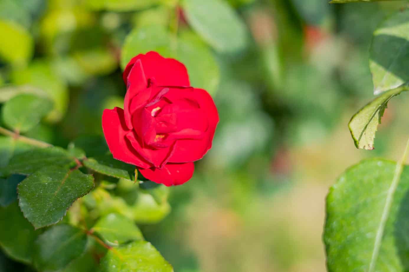 Genussreise in die Südsteiermark – Im Land von Schilcher, Kernöl & Lavendel 2 Eine Rose im Weinberg