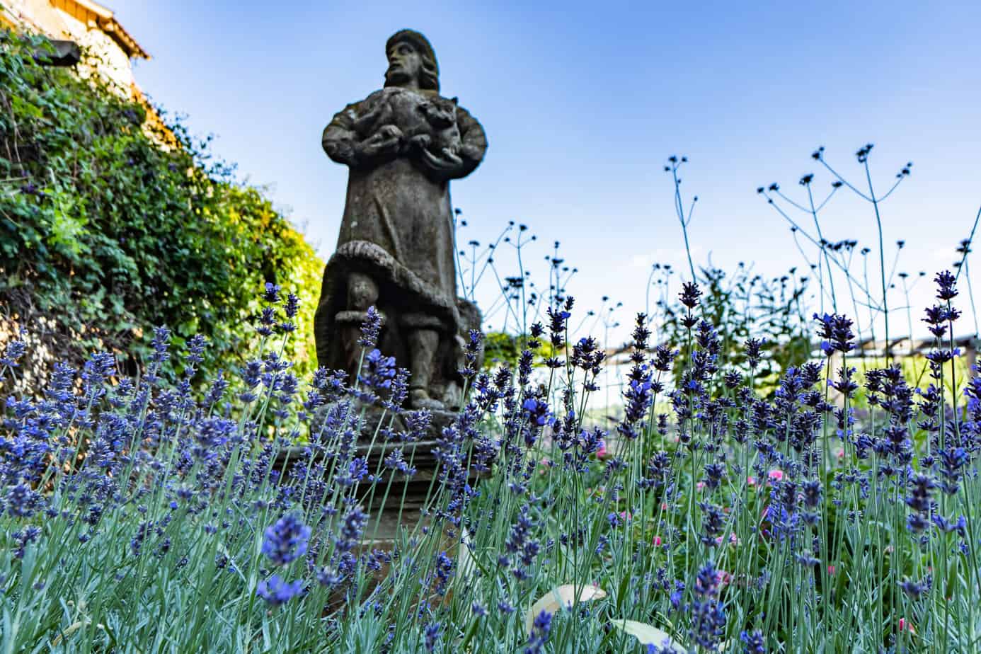 Lavendel im Burggarten in Rothenburg