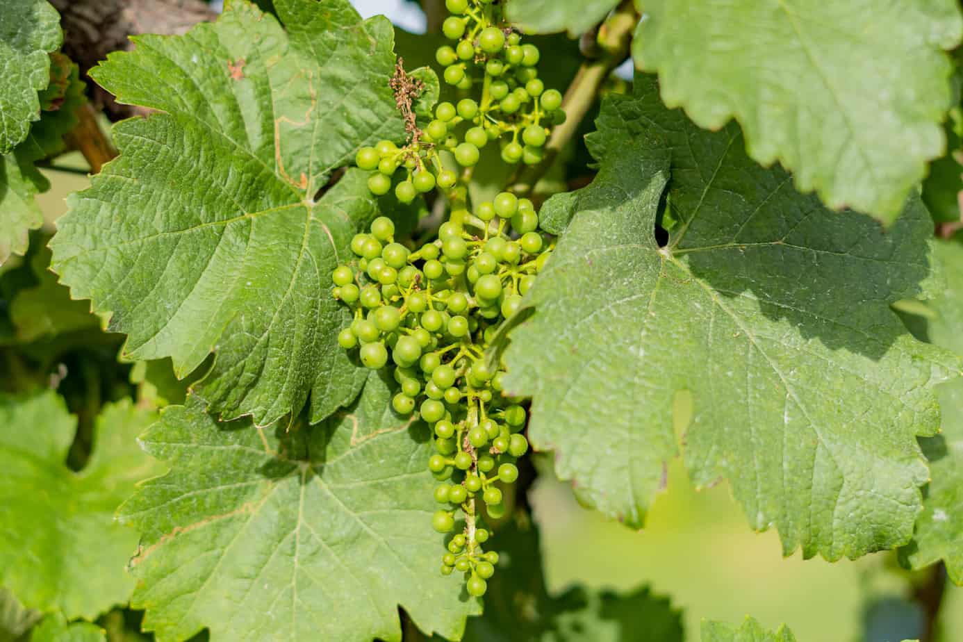 Genussreise in die Südsteiermark – Im Land von Schilcher, Kernöl & Lavendel 3 Weintrauben