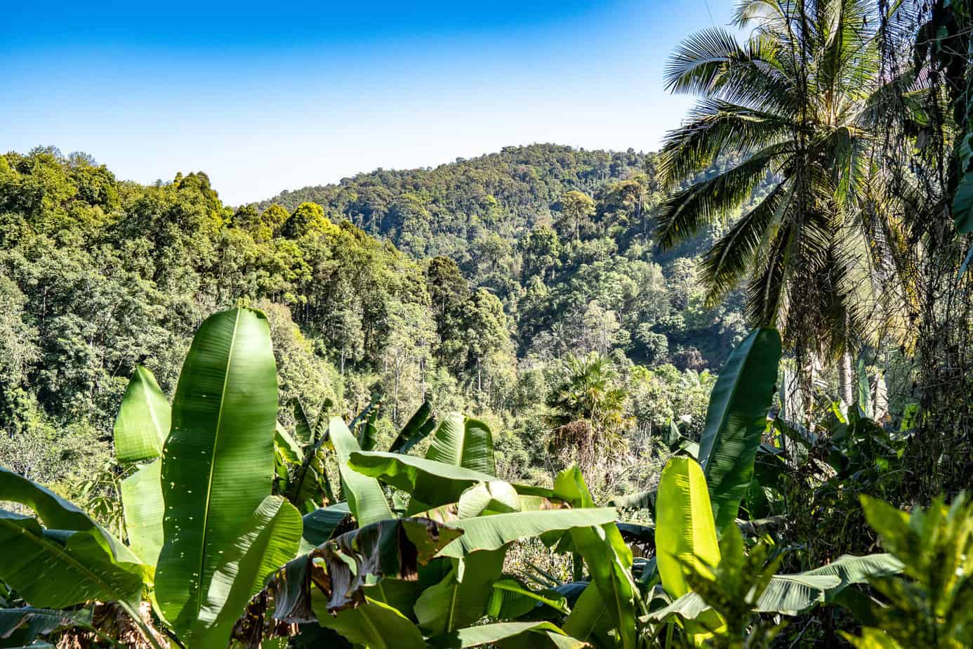 Im Dschungel in Chiang Dao