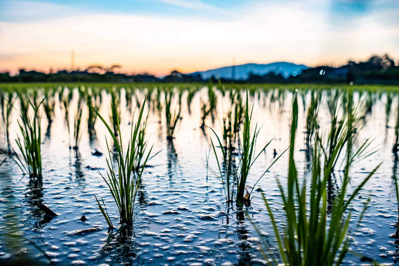 Chiang Mai Sehenswürdigkeiten: Klassiker und Must Sees für deinen Trip 94 Reisfeld in Doi Saket