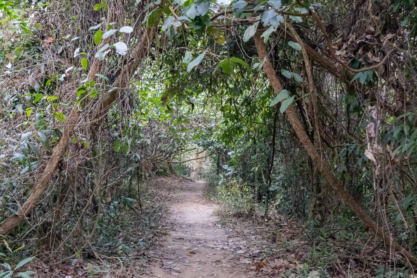 Der Monks Trail auf den Doi Suthep