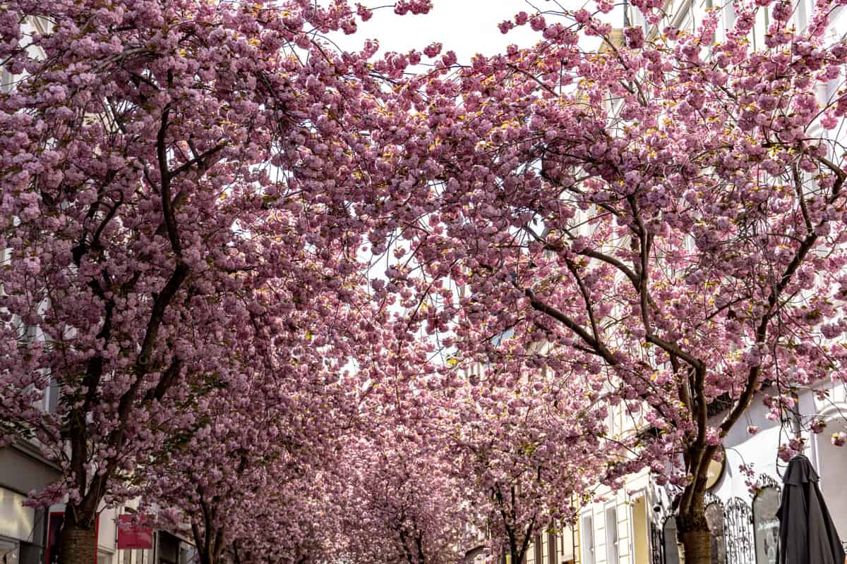 Das Blütenmeer in Bonn