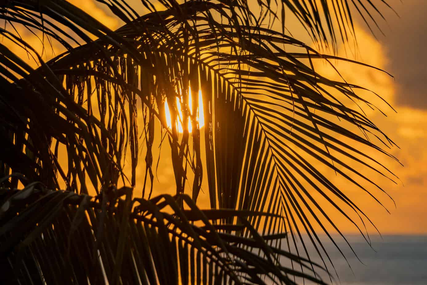 Die Sonne durch Palmen