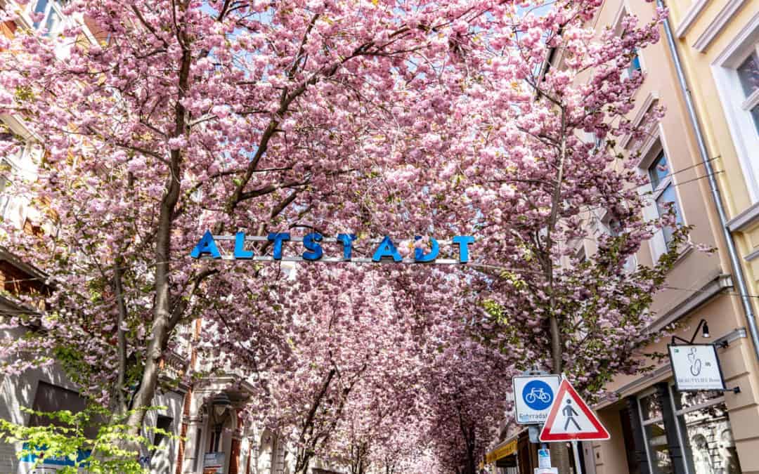 Kirschblüte Bonn – Erlebe die 7-tägige Blütenpracht