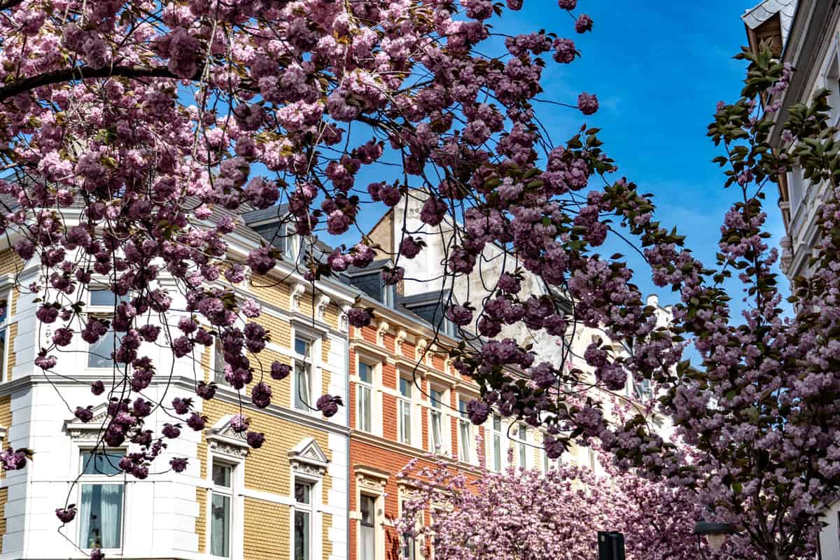 Kirschblüte Bonn in der Heerstraße
