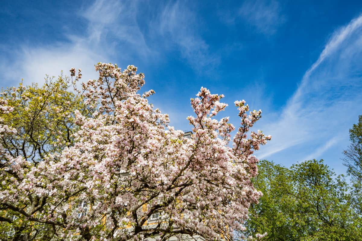 Magnolien in Bonn