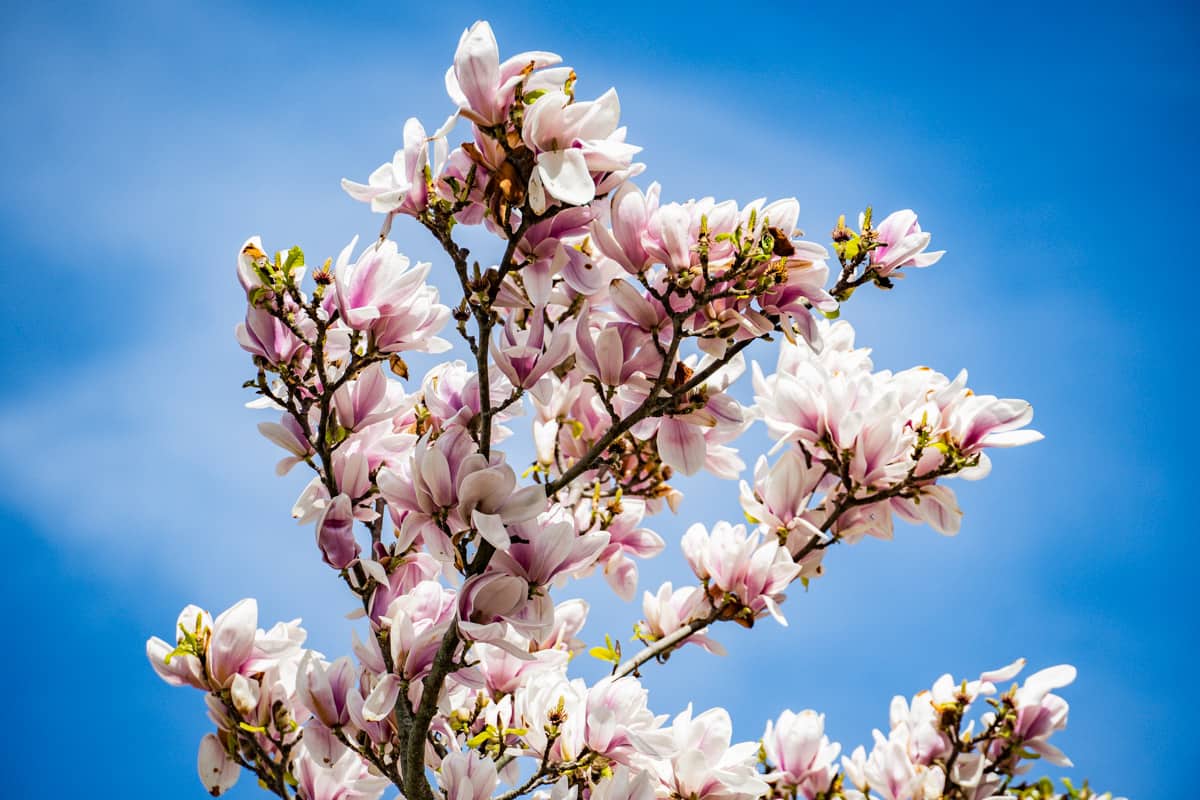 Magnolien während der Kirschblüte in Bonn