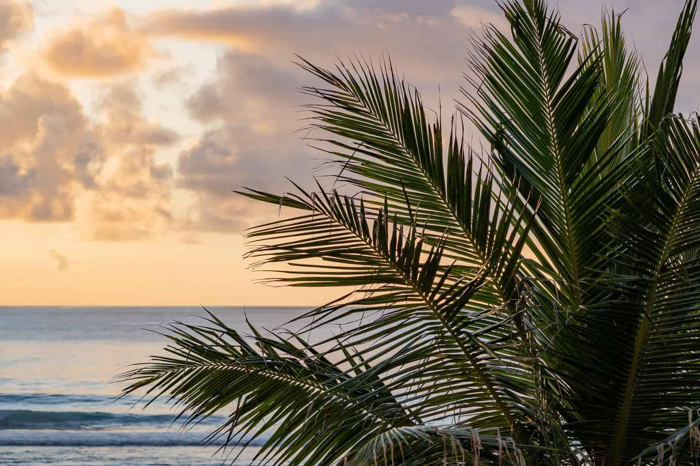 Palmwedel vorm Sonnenuntergang
