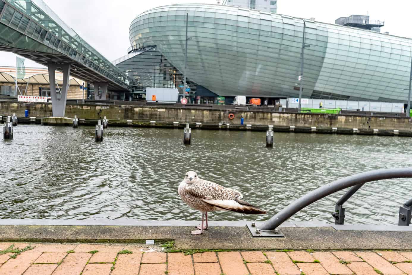 Möwe in den Havenwelten