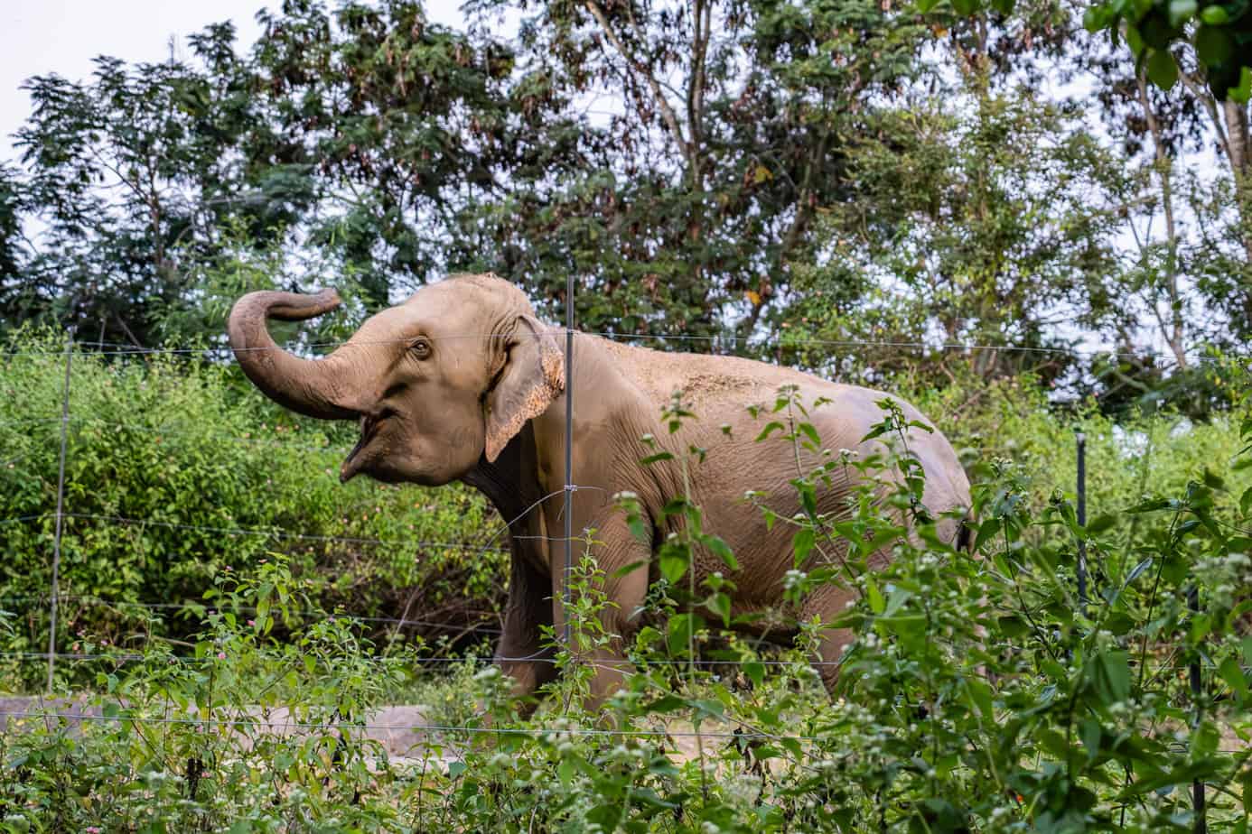Ein Elefant sagt hallo in der Chiang Mai Night Safari