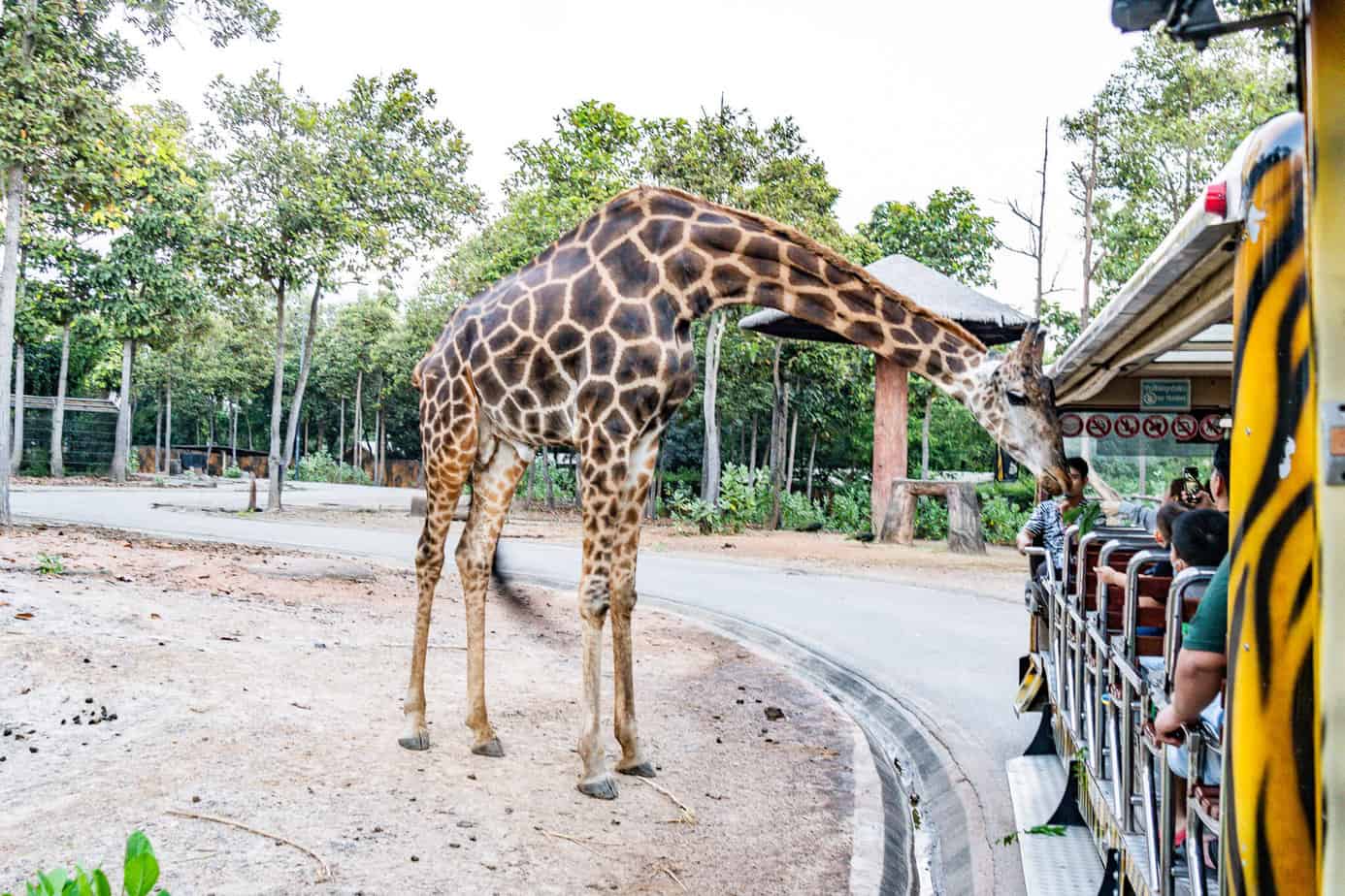 Giraffe an der Tram in der Chiang Mai Night Safari
