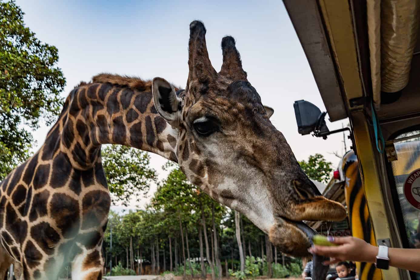 Giraffe frisst eine Banane aus der Hand eines Besuchers