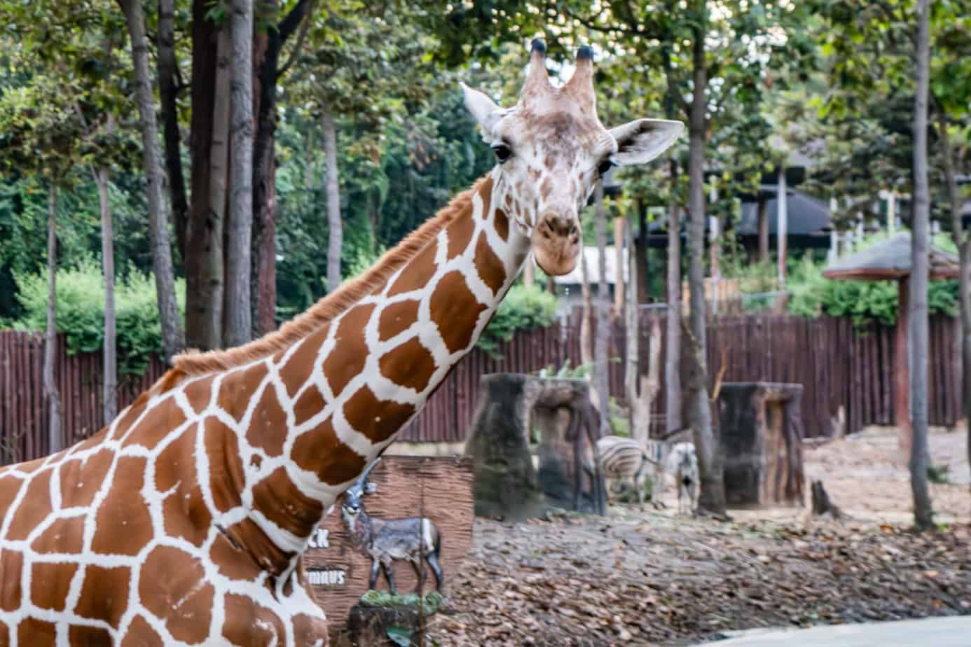 Giraffe in der Chiang Mai Night Safari