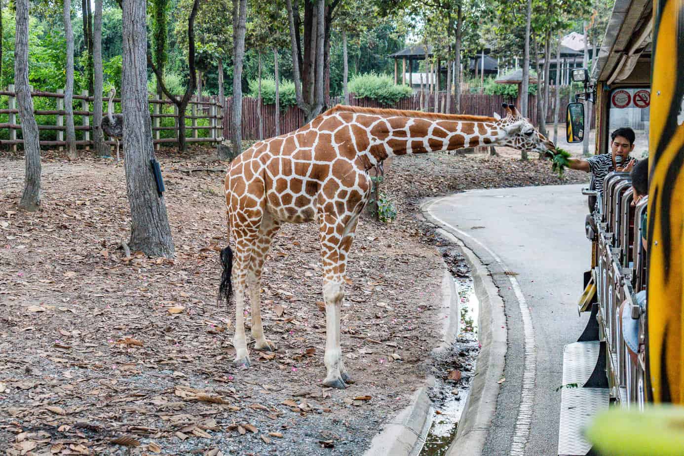 Giraffen-Baby kommt ganz nah an die Tram heran