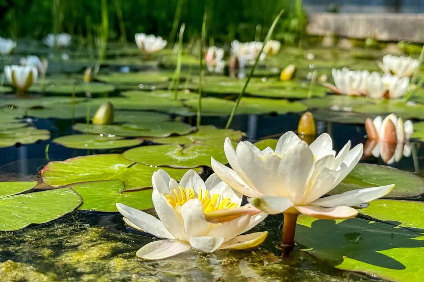 Im botanischen Garten