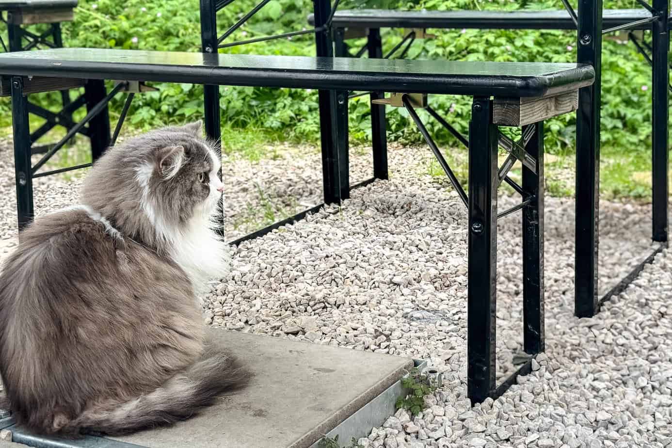 Katze draußen im Katzentempel