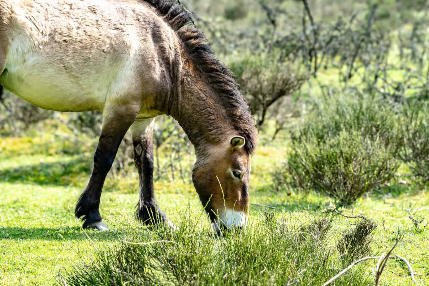 Urwildpferd im Tennenloher Forst