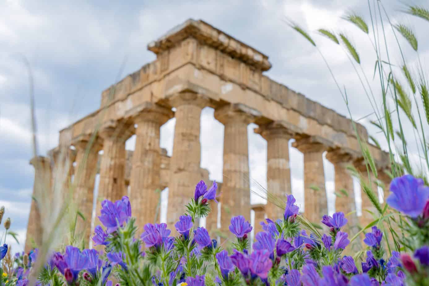 Lila Wildblumen im Vordergrund, im Hintergrund ein antiker griechischer Tempel in Selinunte.