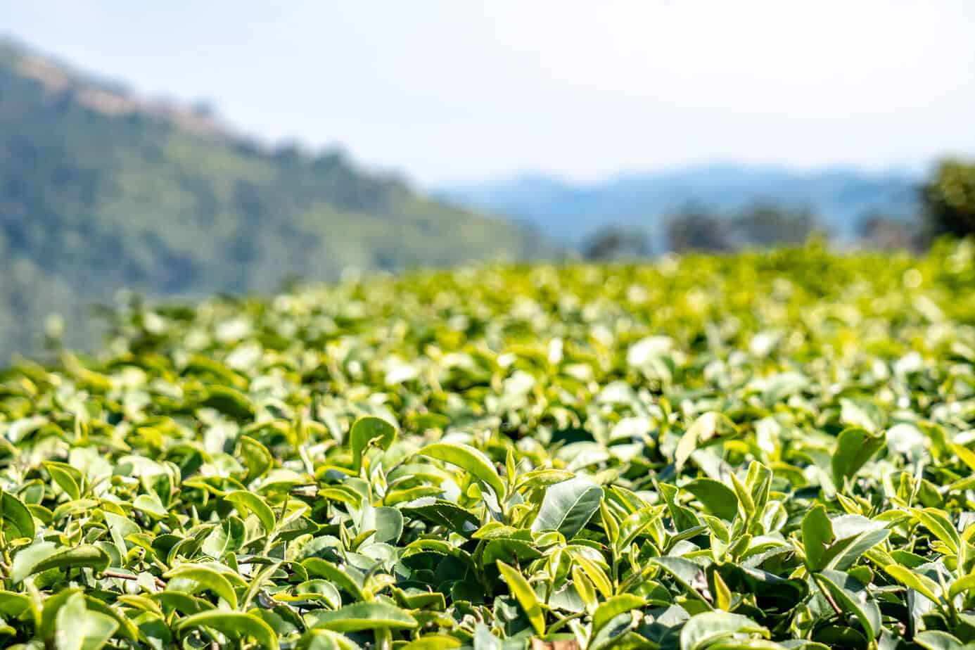 Chiang Rai: White Temple, Geheimtipps & Highlights im Norden Thailands 34 Tea Plantation 101 Doi Mae Salong