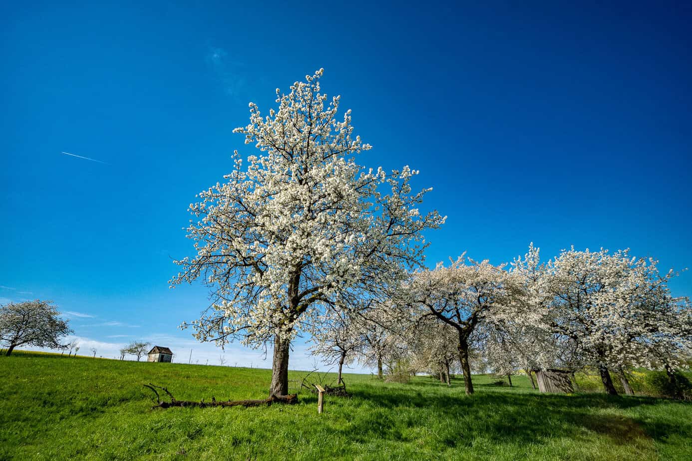 Kirschblütenweg in Kalchreuth