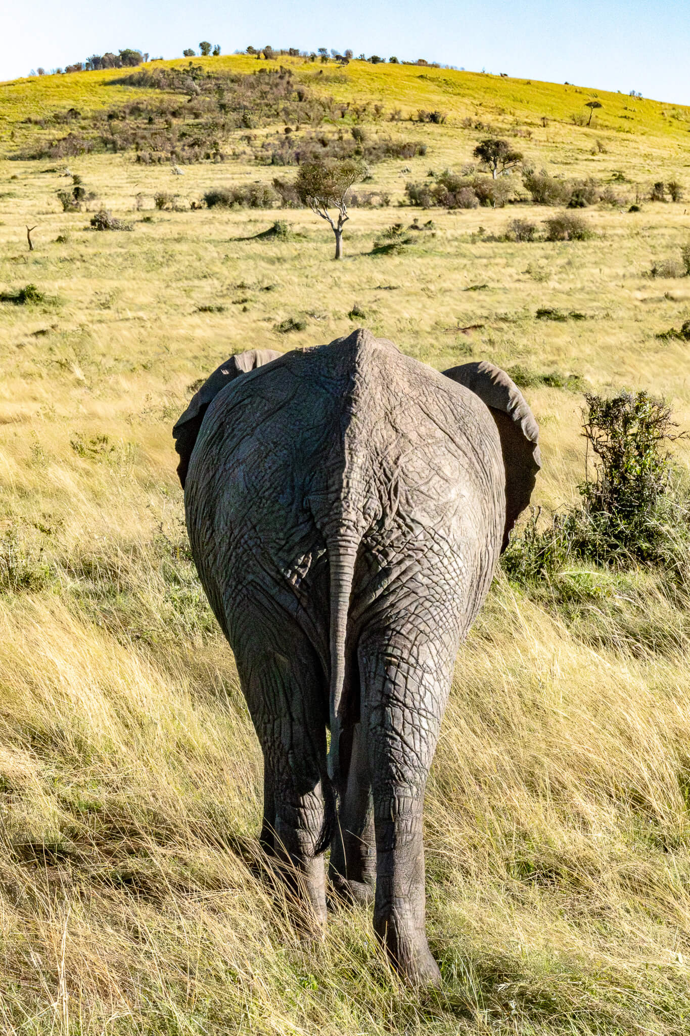 Ein Elefant von hinten in der Masai Mara Essen im The Well