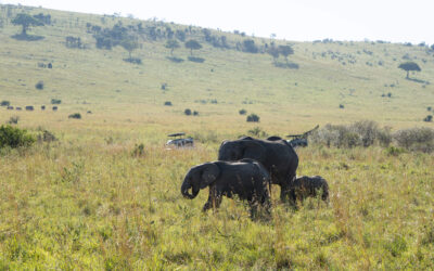 Kenia Rundreise – 10 Tage zwischen Safari & Strand