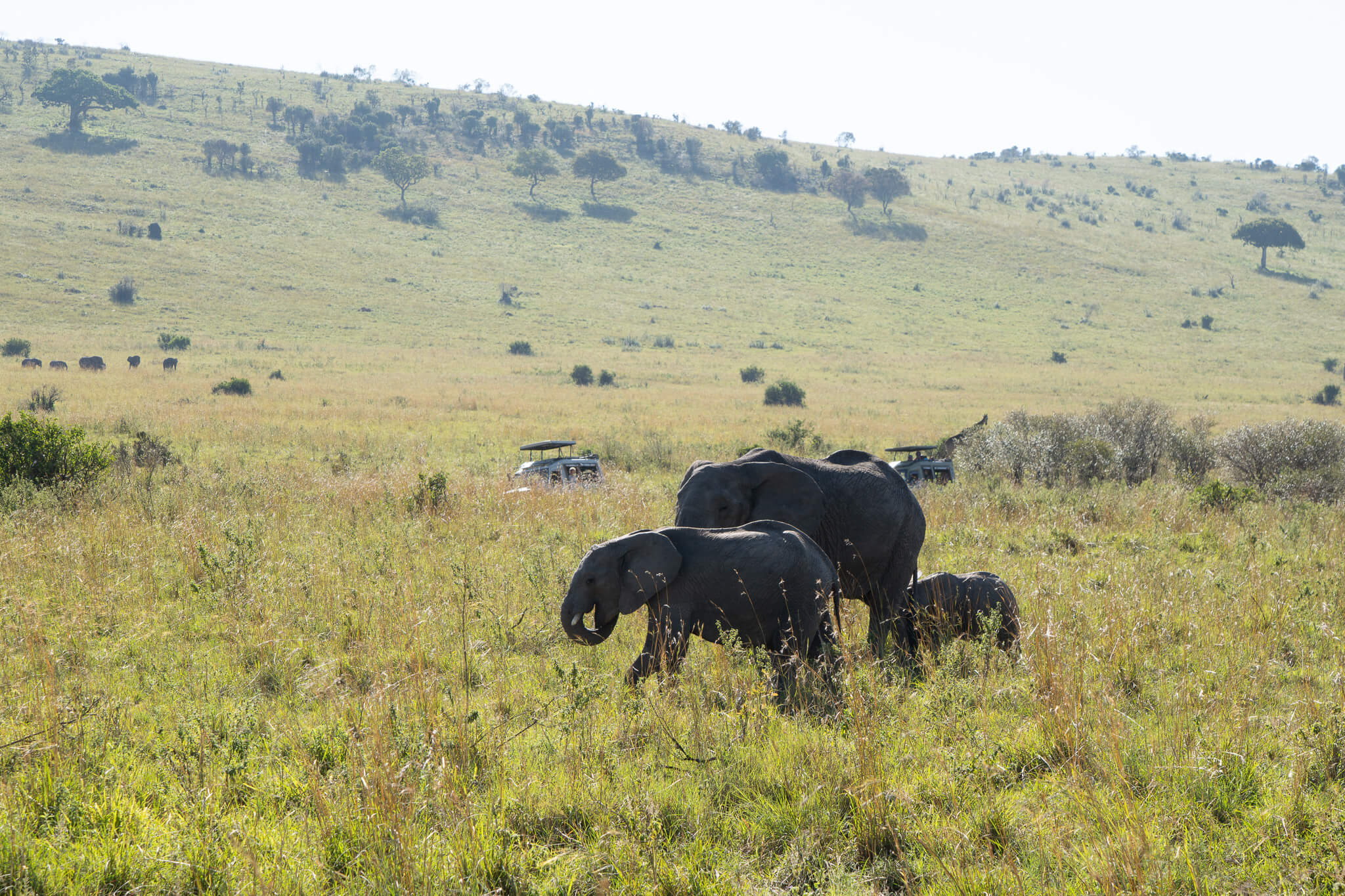 Elefanten in der Masai Mara Elefanten in der Masai Mara