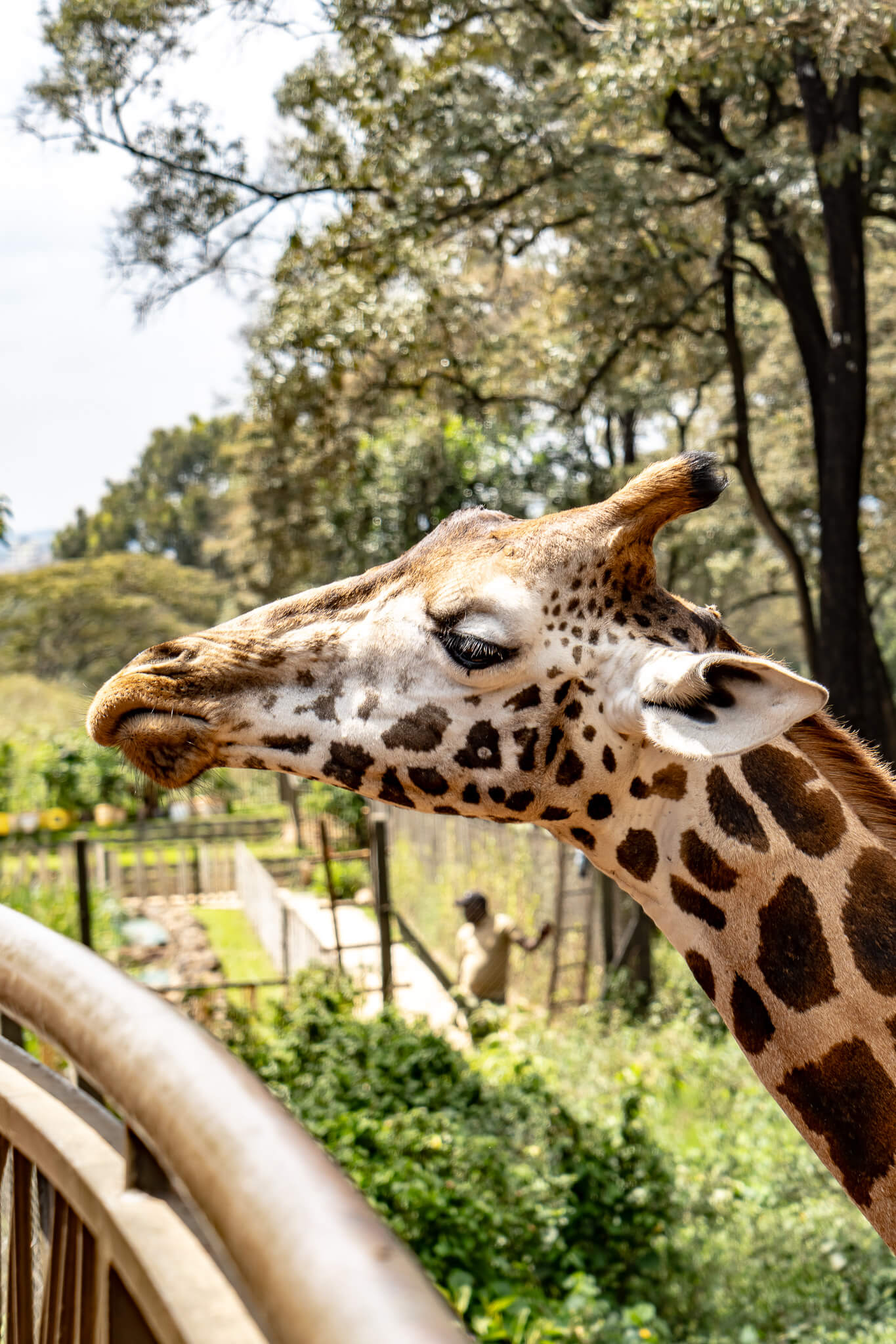 Giraffe am Boardwalk im Giraffe Center Giraffe am Boardwalk im Giraffe Center