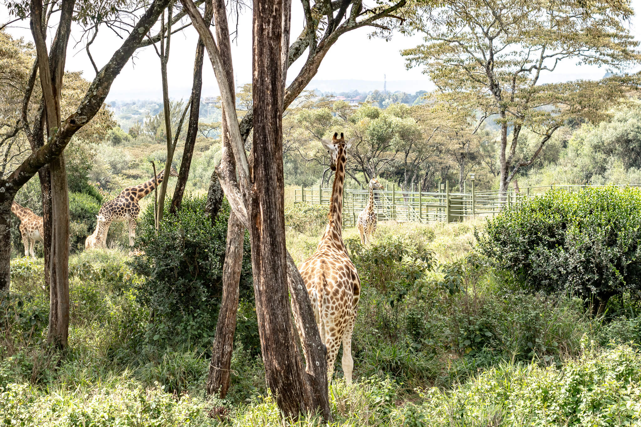 Kenia Rundreise – 10 Tage zwischen Safari & Strand 13 Im Giraffe Center in Nairobi