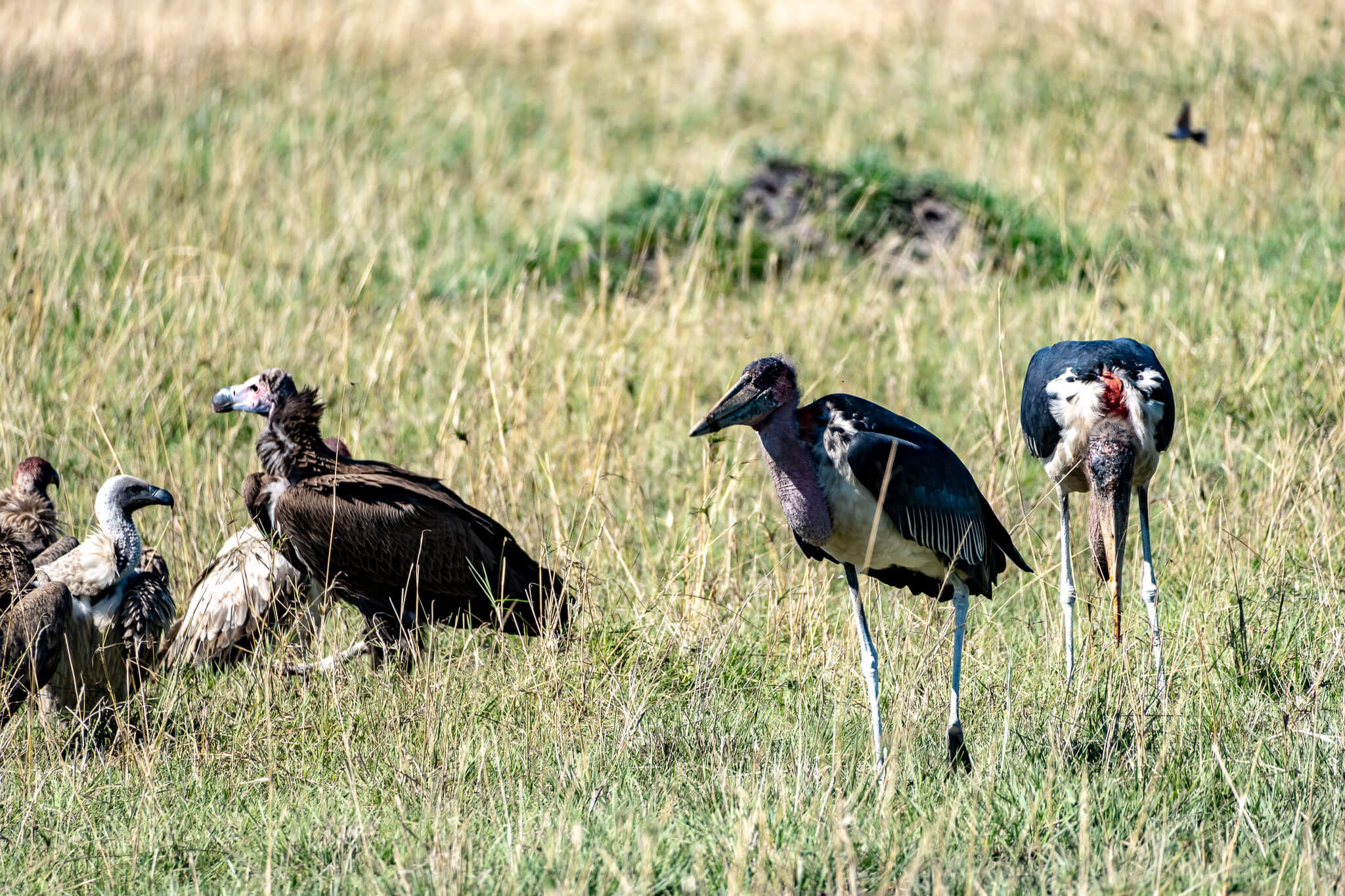 Kenia Rundreise – 10 Tage zwischen Safari & Strand 6 Zwei der Ugly Five: Marabous und Geier