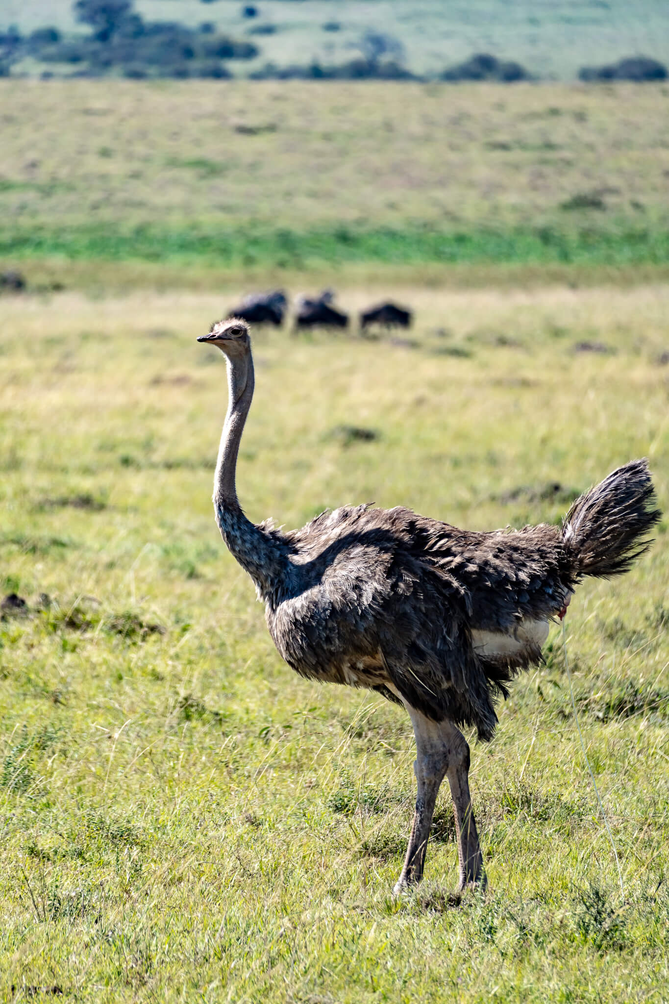 Strauß in der Masai Mara Strauß in der Masai Mara